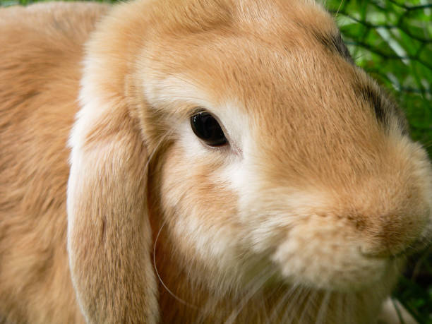 istock Young cute brown fluffy happy rabbit in garden 901494096