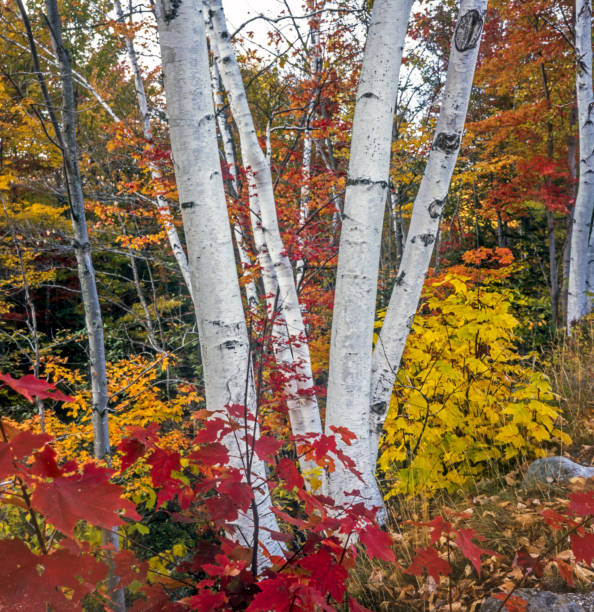 istock Autumn in the forest 901494336