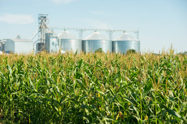 istock Agricultural elevator or granary on the field 901494452