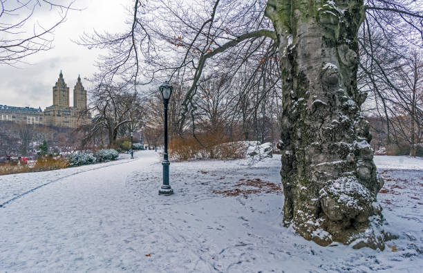 istock Central Park, New York City 901494490