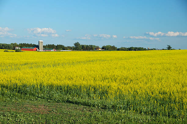 istock Rape seed field in Ontario countryside 90149544