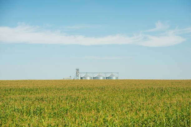 istock Agricultural elevator or granary on the field 901496904