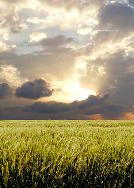 istock Barley field during stormy day 90149696
