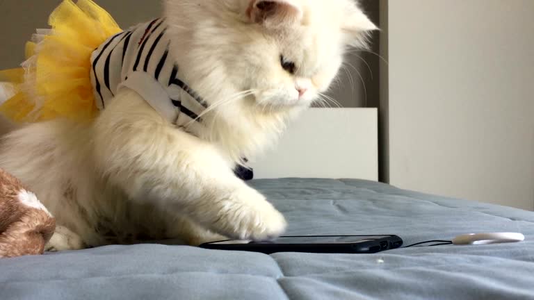 White kitten cat playing mobile phone on bed