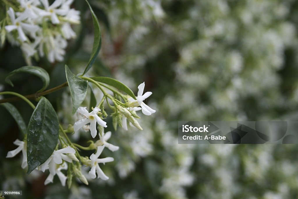 Jasmine White jasmine flower blooming, more jasmine is blured in the background. Bush Stock Photo