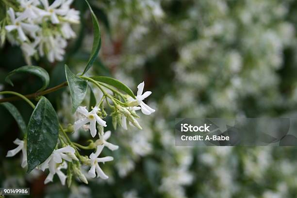 Jasmine Stock Photo - Download Image Now - Bush, Color Image, Flower