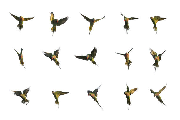 Set of red-breasted parakeet flying