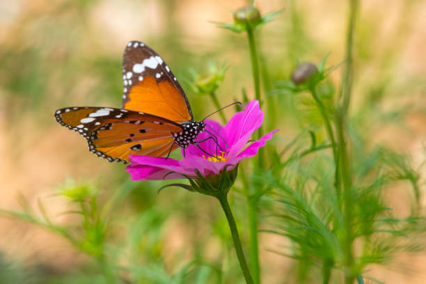 обычная тигровая бабочка - 7946 стоковые фото и изображения