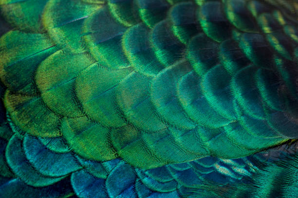 plumas de pavo real closeup - 7958 fotografías e imágenes de stock