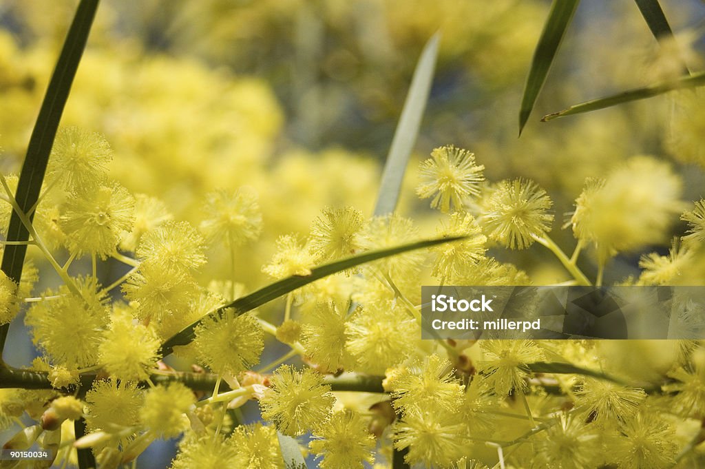 Golden Wattle - Lizenzfrei Akazie Stock-Foto