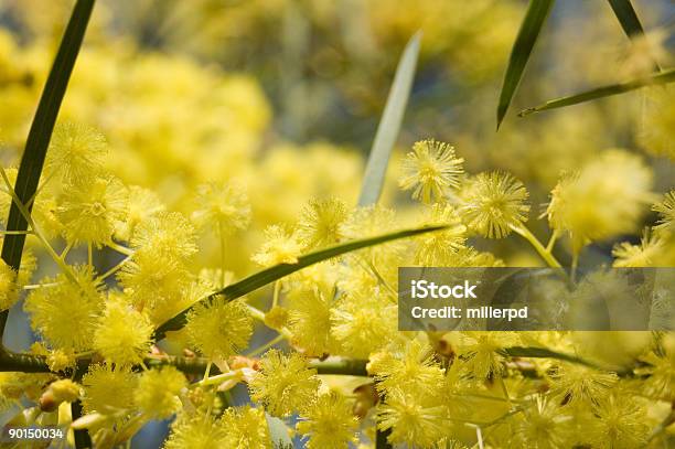 Golden Wattle Stockfoto und mehr Bilder von Akazie - Akazie, Allergie, Australien