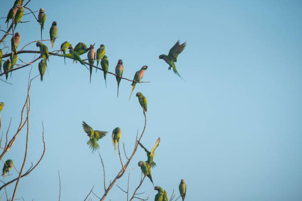 istock Flock of parrots 901500398