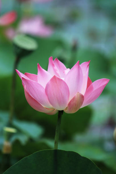 Lotus Flower Vertical Stock Photo - Download Image Now - 2018, Beauty In  Nature, Blossom - iStock