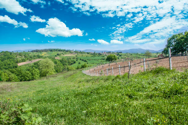 istock Green Landscape with Blue Sky 901501744
