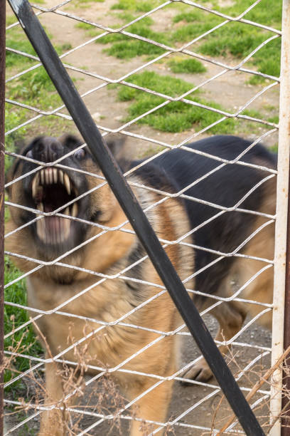 istock The dog is guarding the house 901502594