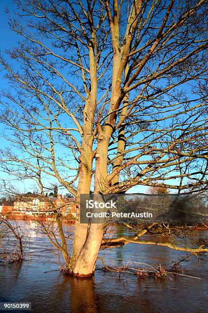 Photo libre de droit de Arbre Dinondation banque d'images et plus d'images libres de droit de Arbre - Arbre, Bleu, Bois flotté