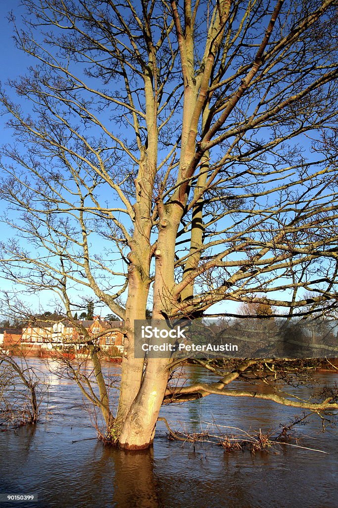 Дерево в наружный - Стоковые фото Без людей роялти-фри