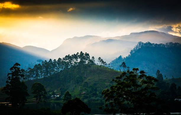 istock Panorama of the tea plantations at sunset 901505204