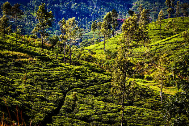 istock tea plantation landscape in Sri Lanka 901505278