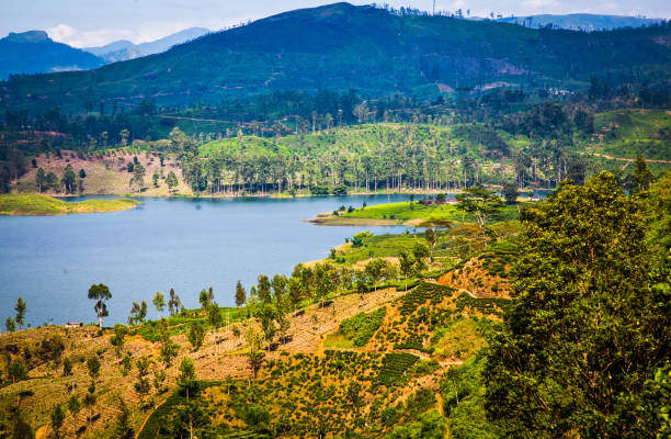 istock tea plantation landscape in Sri Lanka 901505286