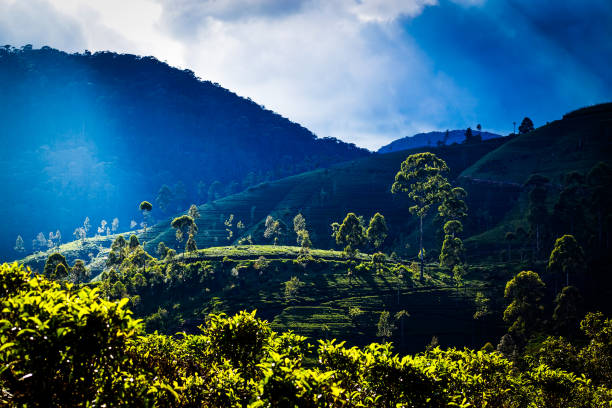 istock tea plantation landscape in Sri Lanka 901505288