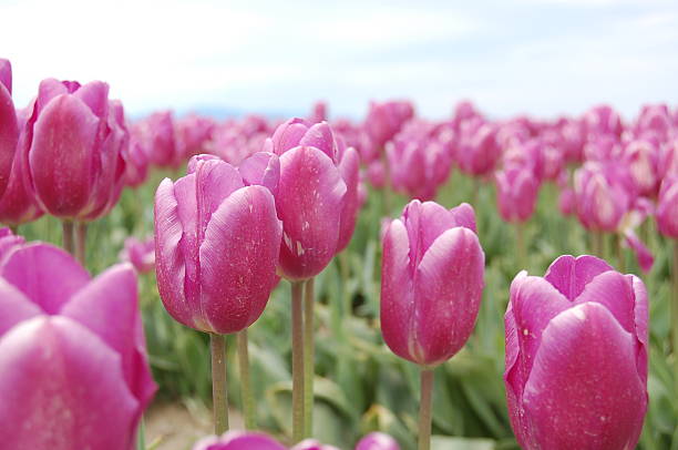 istock close-up purple tulips 90150655