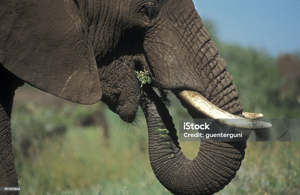 Appréciant éléphant dans le Serengeti - Photo de Afrique libre de droits
