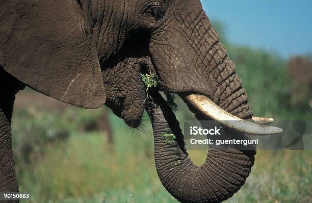 Photo libre de droit de Appréciant Éléphant Dans Le Serengeti banque d'images et plus d'images libres de droit de Afrique - Afrique, Couleur, En ivoire