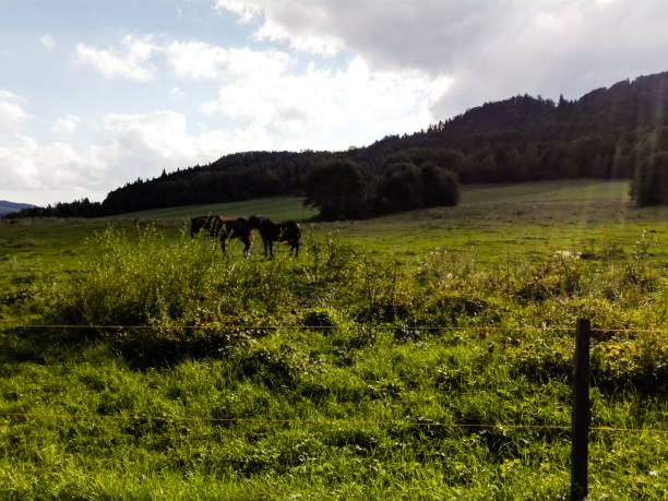 istock Dark horses on meadow with sunlight 901512998