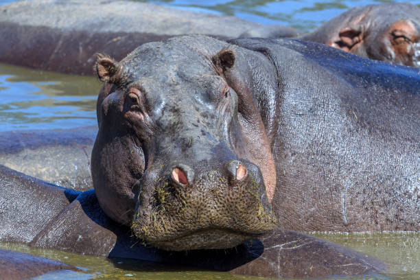 istock Common Hippopotamus or Hippo in the water 901514072