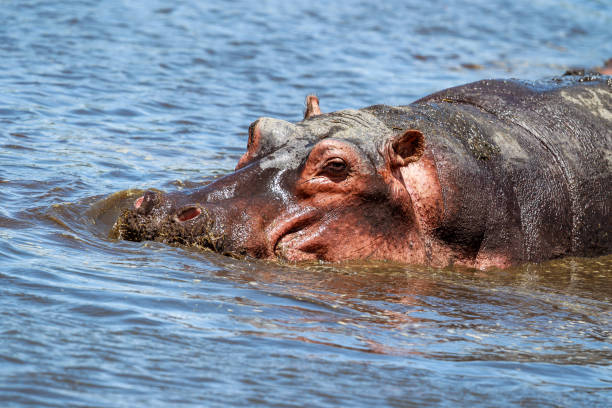 istock Common Hippopotamus or Hippo in the water 901514084