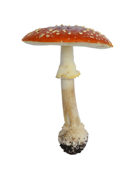 istock Mushroom Amanita muscaria 901514466