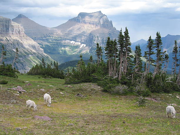 Mountain Goats In Glacier National Park stock photo