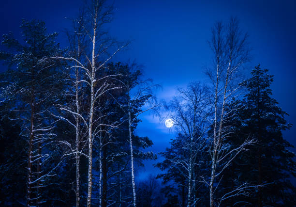 istock Full moon and tree silhouette. Photo from Sotkamo, Finland. 901521354