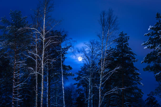 istock Full moon and tree silhouette. Photo from Sotkamo, Finland. 901521410
