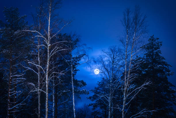 istock Full moon and tree silhouette. Photo from Sotkamo, Finland. 901521516