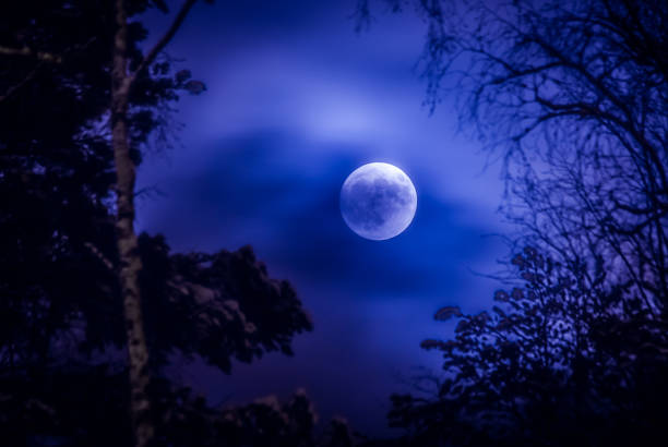 istock Full moon and tree silhouette. Photo from Sotkamo, Finland. 901521570