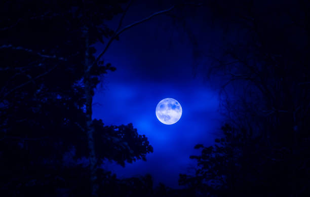 istock Full moon and tree silhouette. Photo from Sotkamo, Finland. 901521616