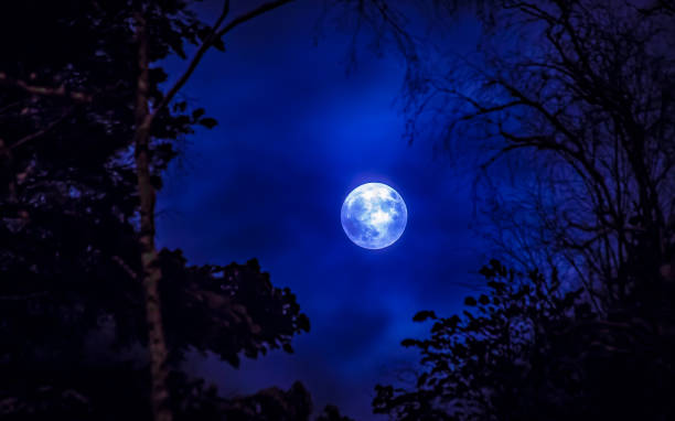 istock Full moon and tree silhouette. Photo from Sotkamo, Finland. 901521710
