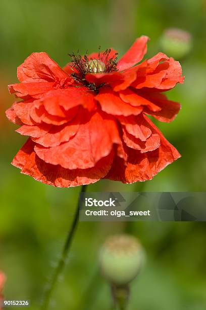 Bela Única Vermelho Papoila - Fotografias de stock e mais imagens de Ao Ar Livre - Ao Ar Livre, Beleza natural, Canteiro de flores