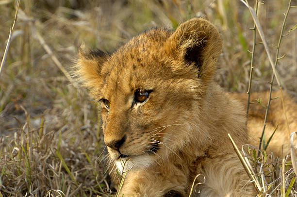 In the heart of Khwai, Botswana, a lion cub plays gently with its mother in 2025 – a touching moment of affection, playfulness, and the wild bonds of Africa.
