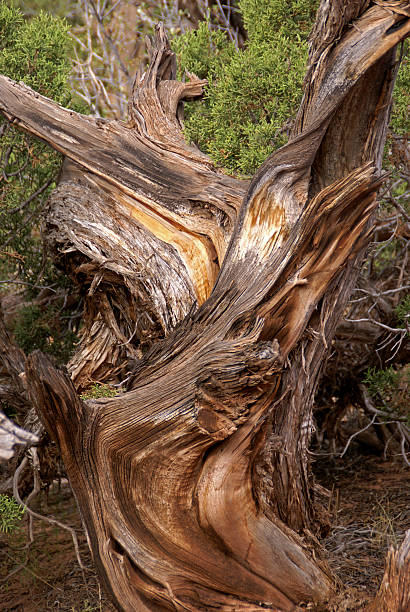 Enebro de Utah - foto de stock