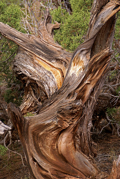 Utah Juniper  juniper tree juniperus osteosperma stock pictures, royalty-free photos & images