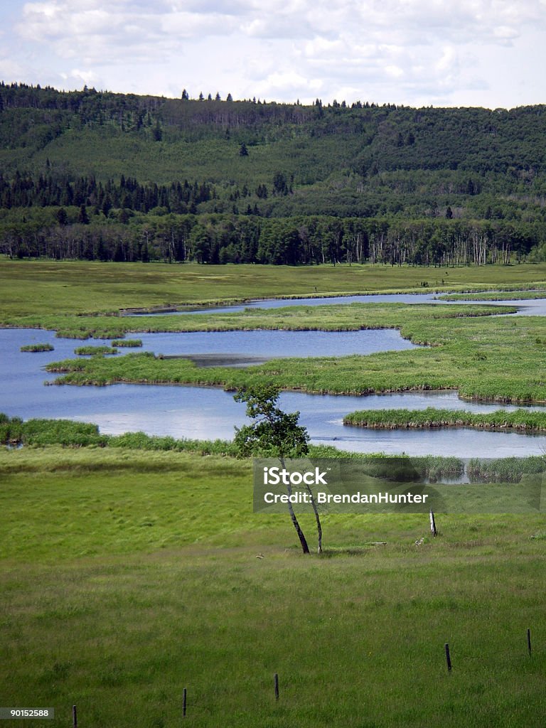 湿地帯 - アルバータ州のロイヤリティフリーストックフォト