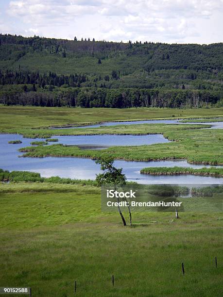 湿地帯 - アルバータ州のストックフォトや画像を多数ご用意 - アルバータ州, 北, ふもと