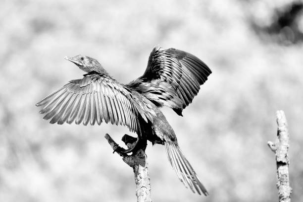istock Monochrome Reed Cormorant 901527230
