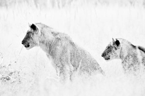 istock Monochrome lion cubs in the Kalahari 901527548