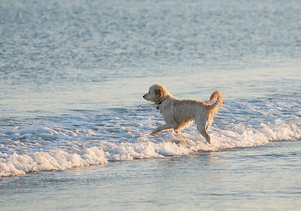 dog in surf stock photo