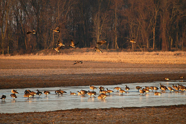 istock large flock of geese 90152972