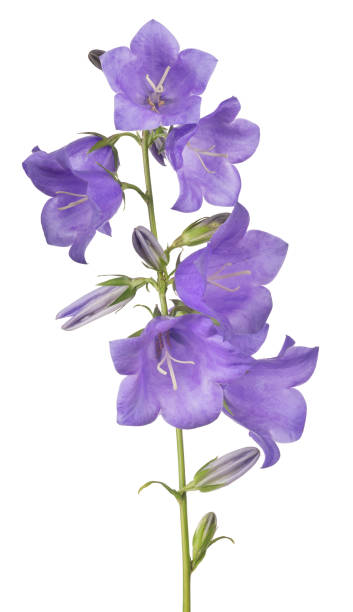 istock seven bellflower violet large blooms on stem 901530616